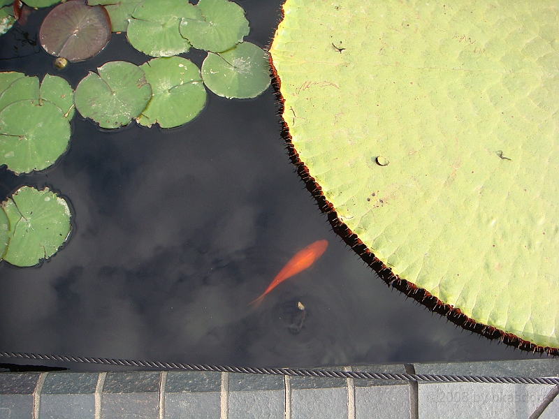 285 Longwood Gardens [2008 August 23].JPG - Longwood Gardens in Pennsylvania